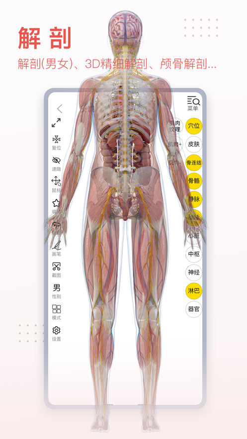 3Dbody解剖学