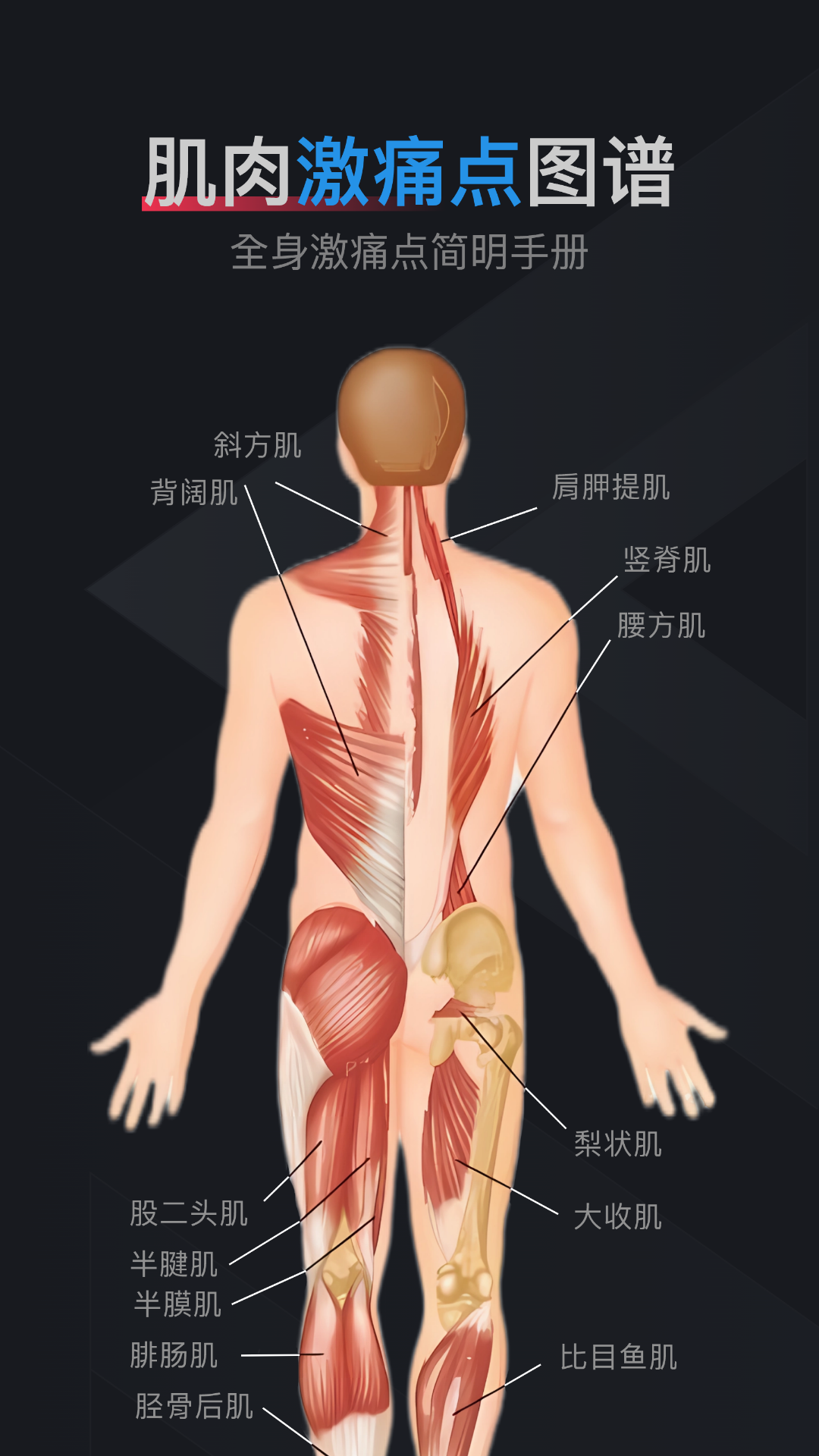 肌肉激痛点图谱软件封面