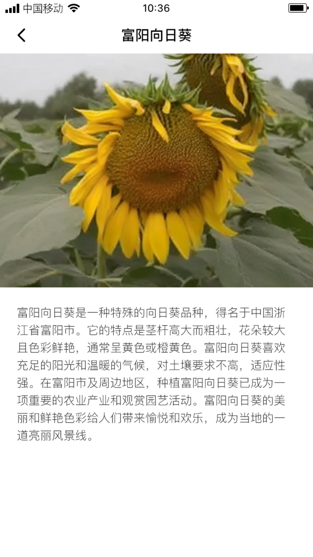 络葵花